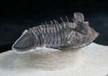 Rare Tower Eyed Erbenochile Trilobite - #7140-6